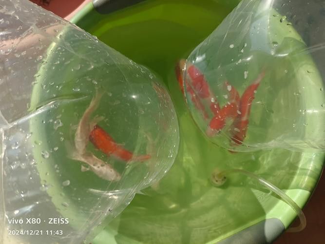 白金龍魚(yú)價(jià)格圖片大全及價(jià)格