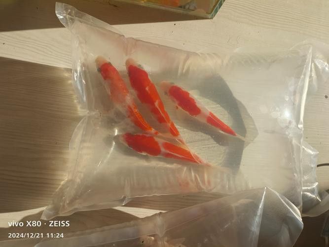 白金龍魚(yú)價(jià)格圖片大全及價(jià)格