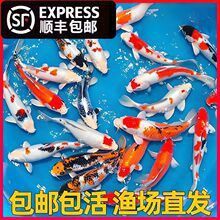 白金龍魚(yú)價(jià)格圖片大全及價(jià)格