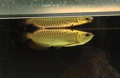 龍魚名字的由來是因?yàn)辇堶[嗎（龍魚名字的由來）