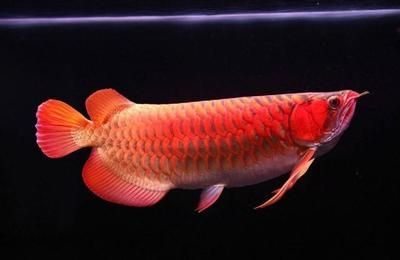 龍魚名字的由來是因?yàn)辇堶[嗎（龍魚名字的由來）