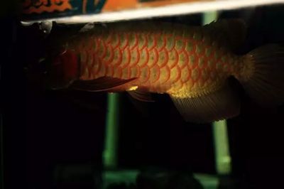 龍魚名字的由來是因?yàn)辇堶[嗎（龍魚名字的由來）