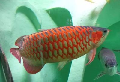 龍魚名字的由來是因?yàn)辇堶[嗎（龍魚名字的由來）