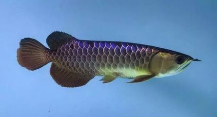 龍魚名字的由來是因?yàn)辇堶[嗎（龍魚名字的由來）