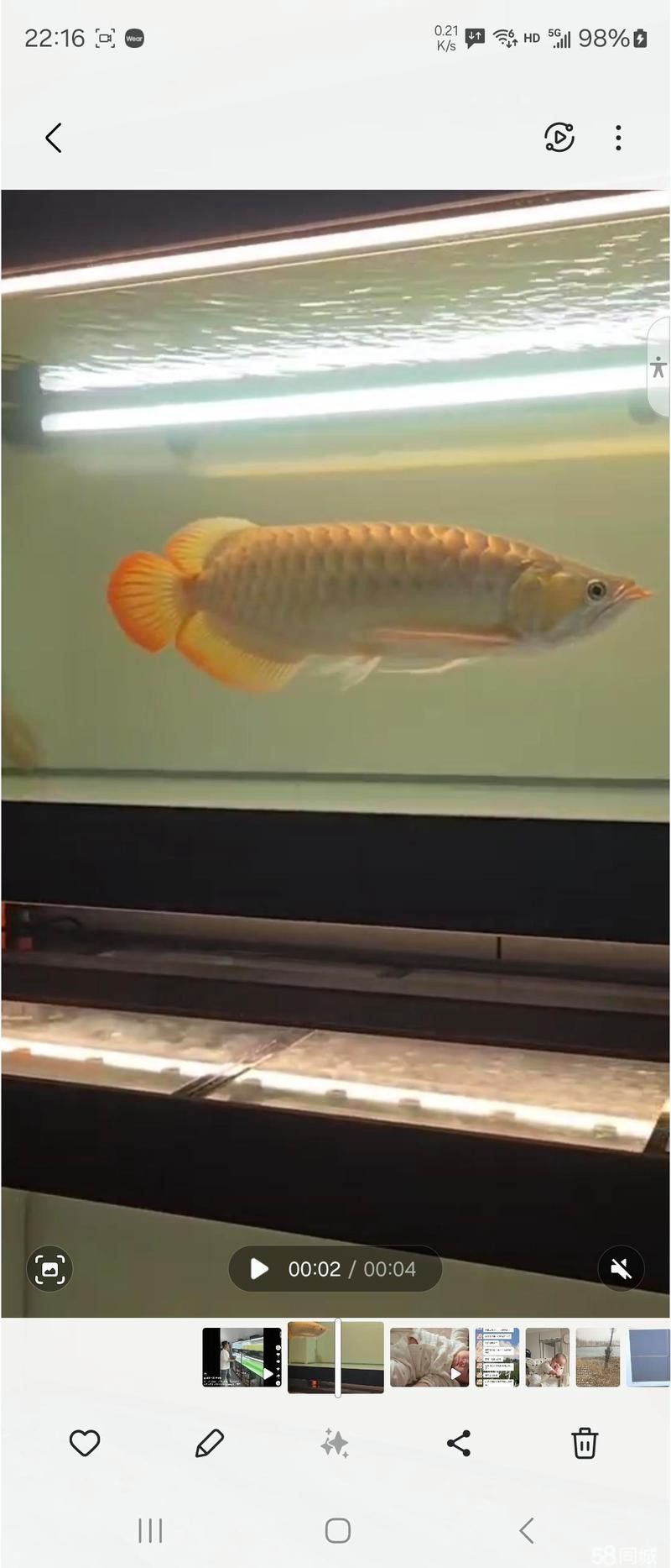 哈爾濱龍魚魚苗批發市場地址電話號碼