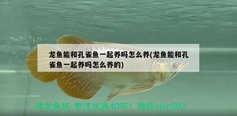 龍魚能吃孔雀魚嗎怎么喂：如何預防龍魚捕食孔雀魚,孔雀魚飼料選擇指南