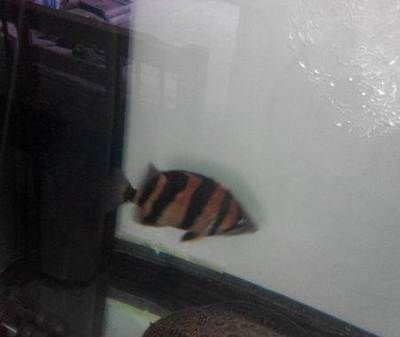 印尼三紋虎混養伴侶魚種推薦：印尼三紋虎與龍魚混養