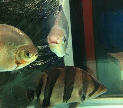 印尼三紋虎混養伴侶魚種推薦：印尼三紋虎與龍魚混養
