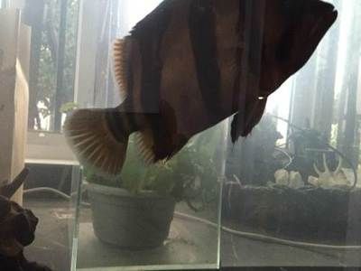 印尼三紋虎混養伴侶魚種推薦：印尼三紋虎與龍魚混養