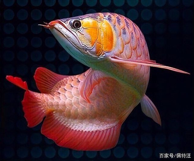 紅龍魚眼睛長白色東西【紅龍魚眼睛疾病治療方法】