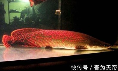 龍魚(yú)老是張嘴呼吸是怎么回事？：龍魚(yú)張嘴呼吸是由多種原因引起的，龍魚(yú)張嘴呼吸可能是多種原因