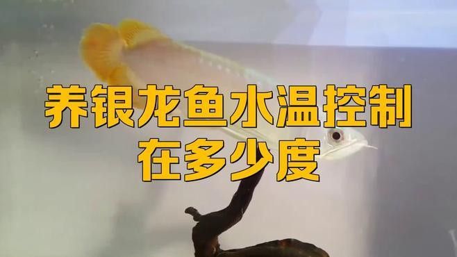 銀龍魚耐低溫嗎？