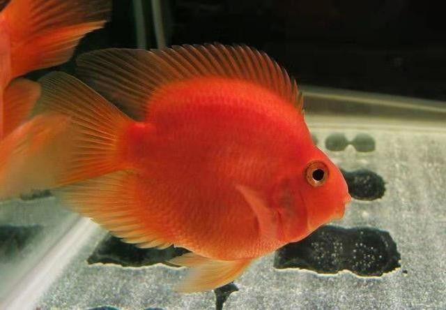 銀龍魚耐低溫嗎？