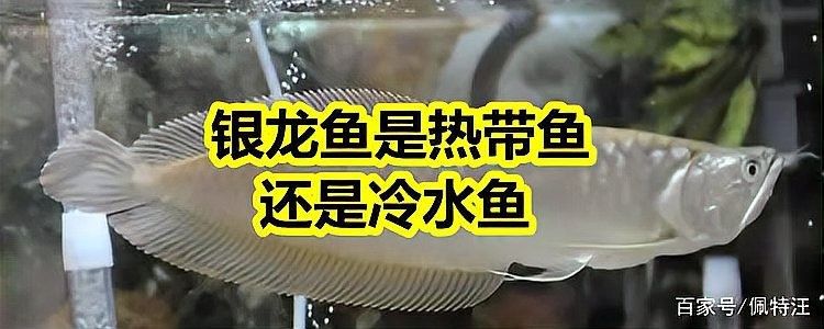 銀龍魚耐低溫嗎？