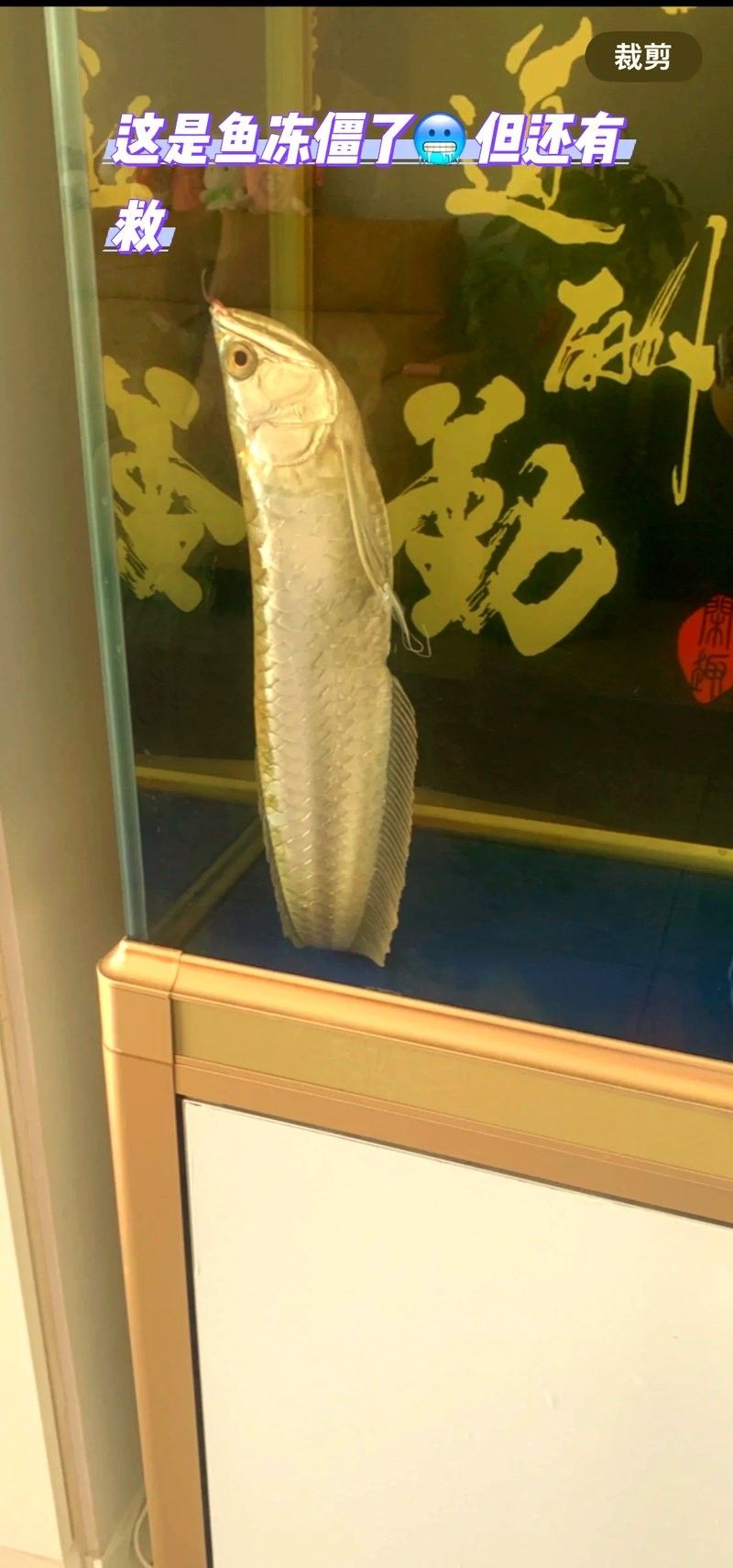 銀龍魚耐低溫嗎？