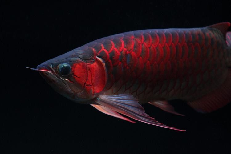 紅龍魚價格多少錢一只圖片