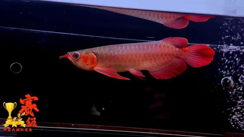 紅龍魚價格多少錢一只圖片