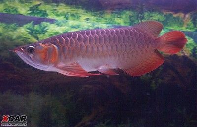 紅龍魚體長（紅龍魚在自然條件下的體長可以超過1米，然而紅龍魚能長多大）