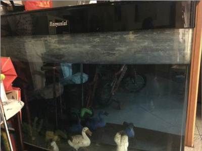 雷龍魚苗長的快嗎怎么辦