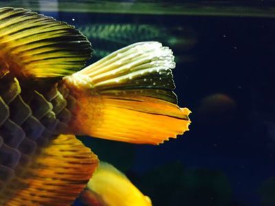 金龍魚尾巴下垂可以治療嗎：金龍魚尾巴下垂可以治療嗎，
