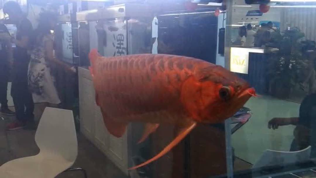 紅龍魚品牌有哪些種類的魚缸（養(yǎng)紅龍魚買什么品牌的魚缸好）
