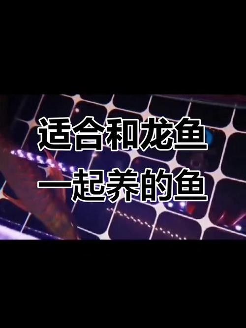 龍魚混養魚最佳搭配圖片視頻