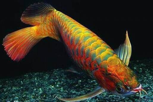 龍魚頭版：關于龍魚頭版的一些詳細信息