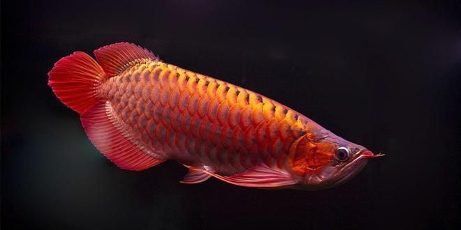 龍魚頭版：關于龍魚頭版的一些詳細信息