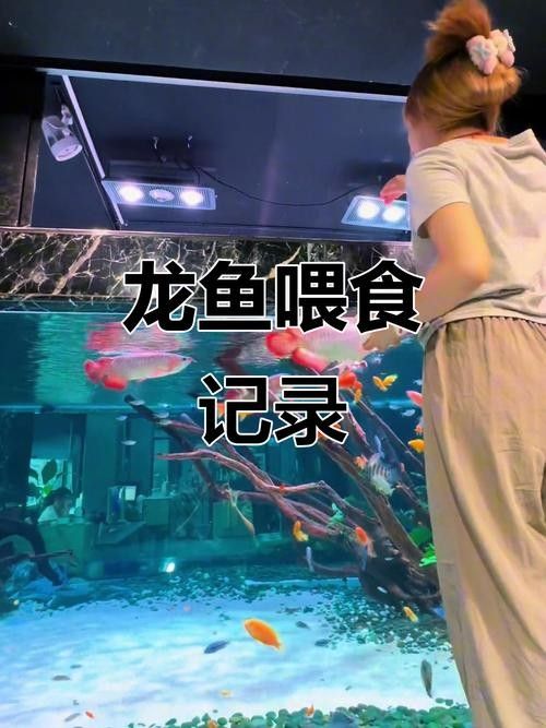 龍魚最喜歡吃什么食物圖片