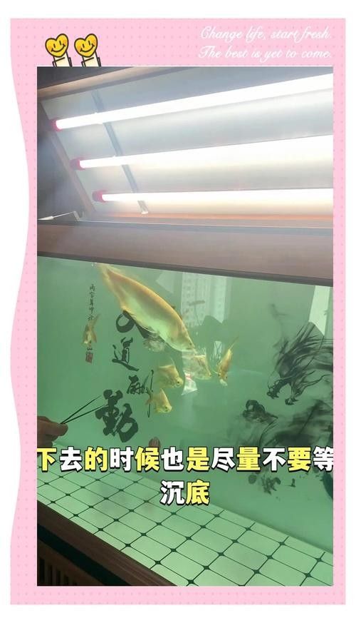 龍魚最喜歡吃什么食物圖片