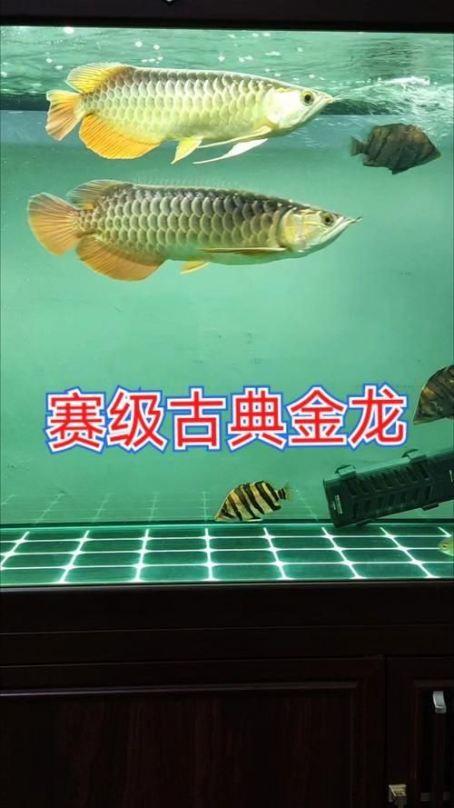 賽級金龍價格表和圖片