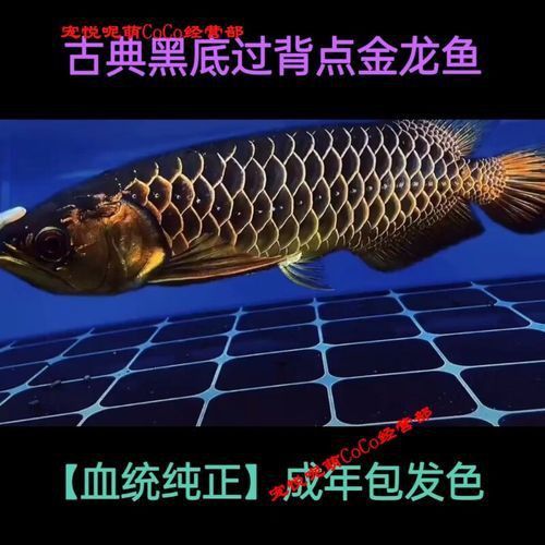 賽級金龍價格表和圖片