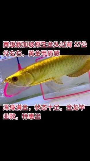 賽級金龍價格表和圖片