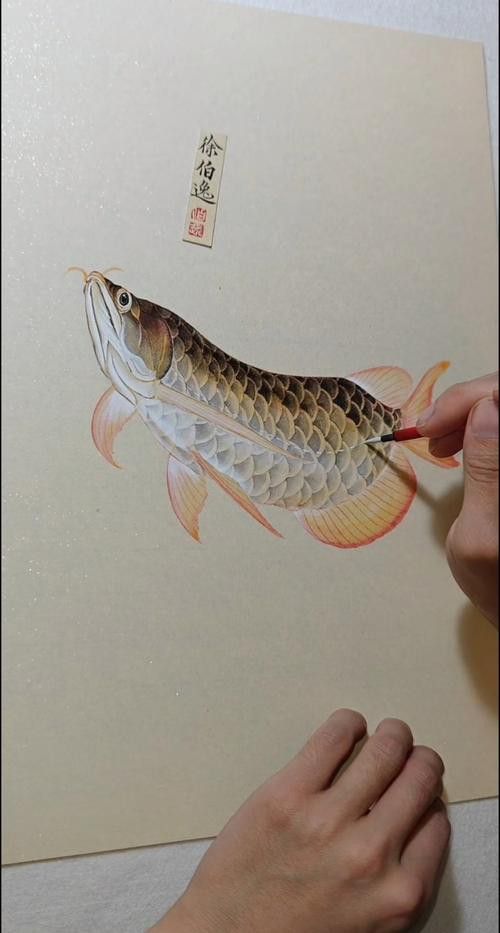 金龍魚手繪圖片高清