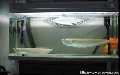 買銀龍魚：買銀龍魚的一些詳細信息和建議銀龍魚通常具有銀灰色的鱗片