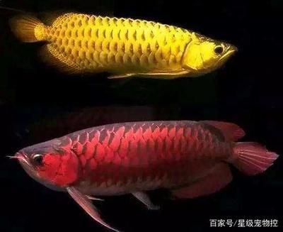 金龍魚怎么辨別好壞：如何辨別金龍魚的品質(zhì)