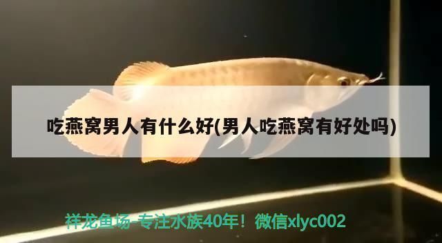 龍魚批發基地在哪里進貨便宜：龍魚市場對比分析