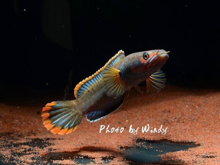 小型雷龍魚的品種有哪些呢：小型雷龍魚的品種