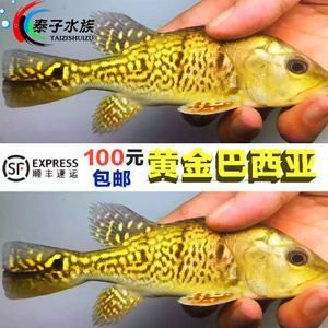 藍帆三間魚最佳飼料選擇，藍帆三間魚的最佳飼料選擇應當是結合人工飼料和活性餌料的優點