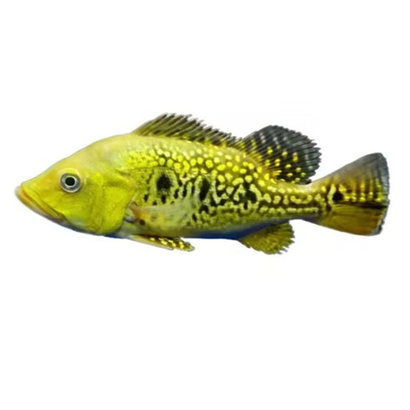 藍帆三間魚最佳飼料選擇，藍帆三間魚的最佳飼料選擇應當是結合人工飼料和活性餌料的優點