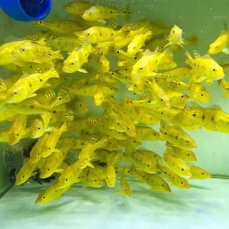 藍帆三間魚最佳飼料選擇，藍帆三間魚的最佳飼料選擇應當是結合人工飼料和活性餌料的優點