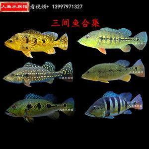 藍帆三間魚最佳飼料選擇，藍帆三間魚的最佳飼料選擇應當是結合人工飼料和活性餌料的優點