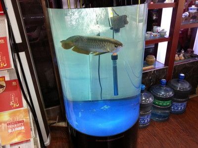 金龍魚20厘米用多大魚缸養(yǎng)好