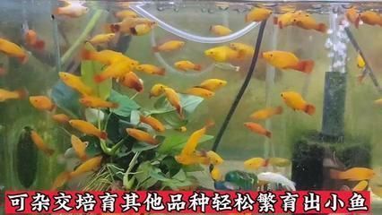 龍魚批發(fā)祥龍漁場(chǎng)龍魚批發(fā)祥龍漁場(chǎng)(龍魚漁場(chǎng)祥龍魚場(chǎng)sianlon)：廣州祥龍漁場(chǎng)龍魚批發(fā)市場(chǎng)價(jià)格對(duì)比
