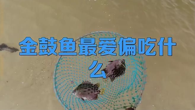 金鼓魚最愛吃的10個食物
