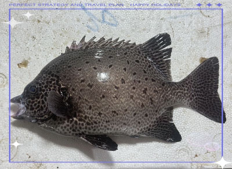 金鼓魚最愛吃的10個食物