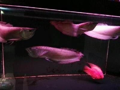銀龍魚60公分價格（60公分的銀龍魚價格在300到500元之間還需根據市場情況決定）