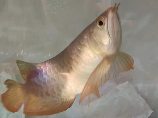 金龍魚吃什么長得快一點