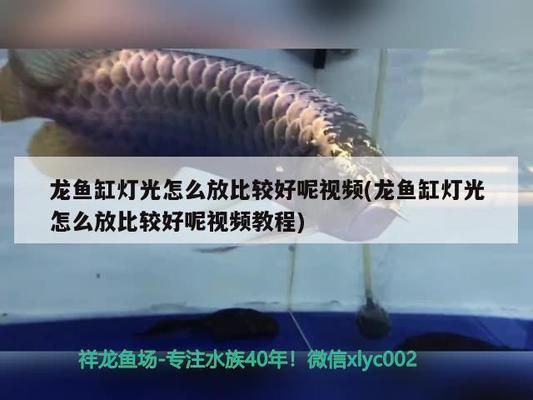 龍魚缸燈光怎么放比較好：龍魚缸燈光如何調(diào)節(jié)