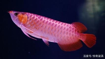 龍魚哪里的好養又便宜：新埠島碼頭龍魚價格對比金龍魚養殖入門知識分享